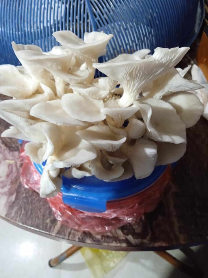 Phôi nấm Sò thái (1 kiện 9 bịch)
