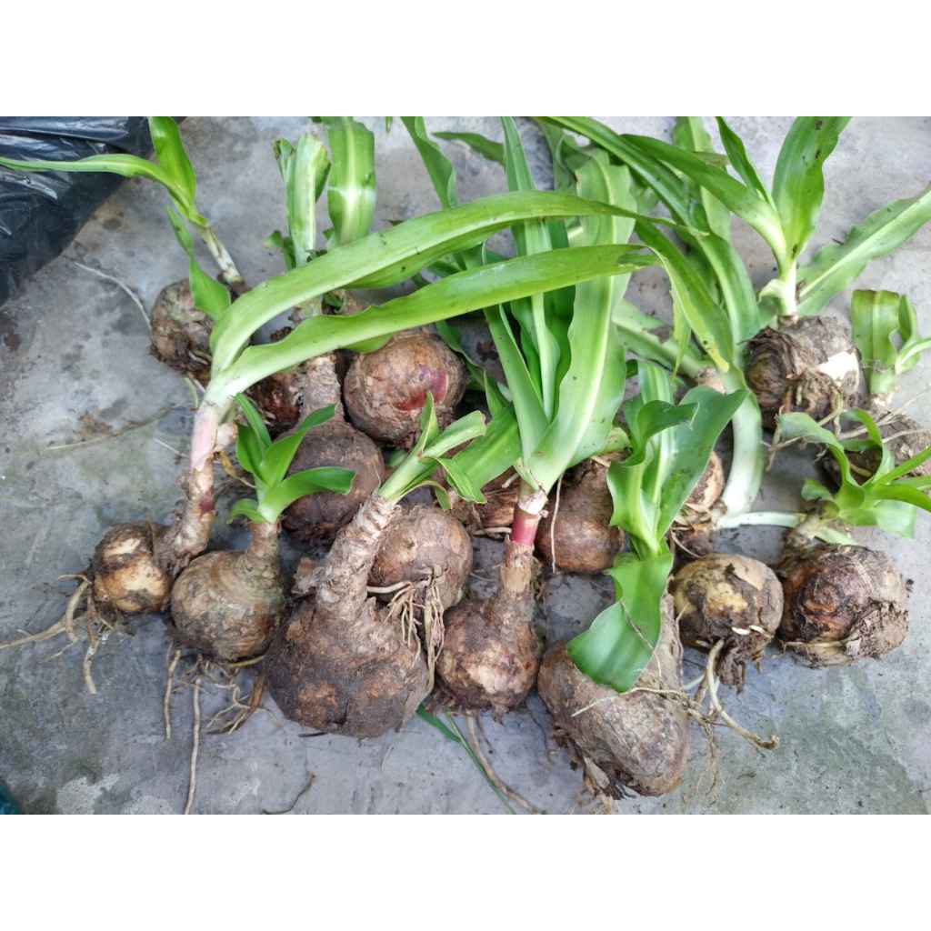 Cây trinh nữ hoàng cung - Cây giống chuẩn - 1 củ