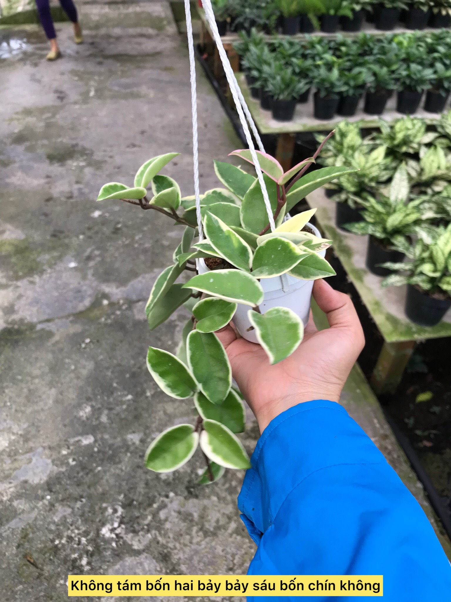 cây lan cẩm cù cẩm thạch- caykiengsadec- hoa lan