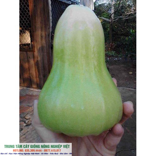 Cây roi xanh chuẩn giống ĐHNN