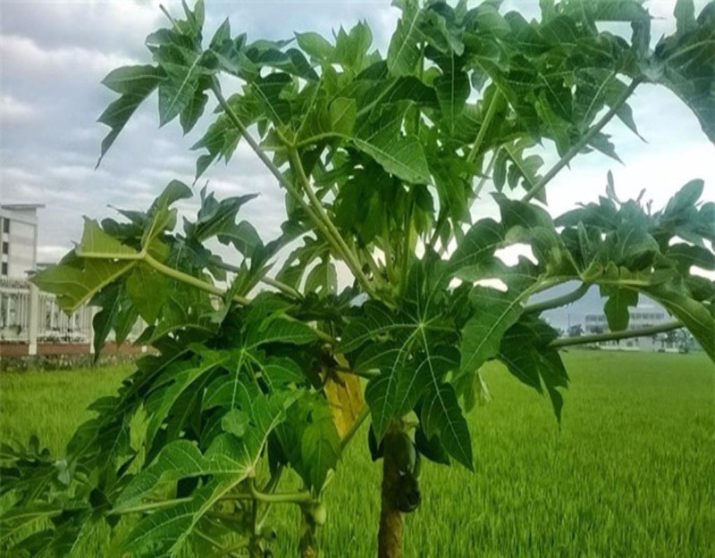 lá đu đủ khô 1kg thơm sạch