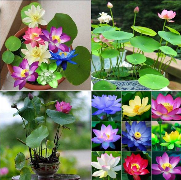 Hạt giống hoa sen nhật mini - gói 5 hạt