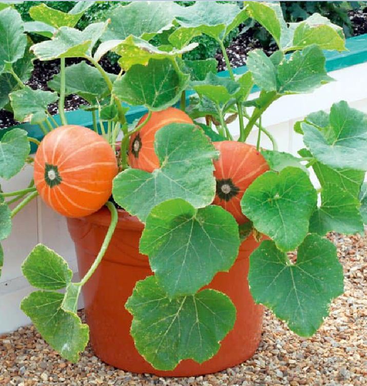 Hạt giống bí ngô mặt trời gói 10 hạt