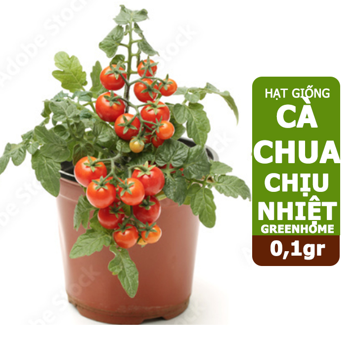 Hạt giống cà chua chịu nhiệt F1, gói 100mg, giống lùn, trồng chậu, ra nhiều quả, cây sinh trưởng nhanh T15