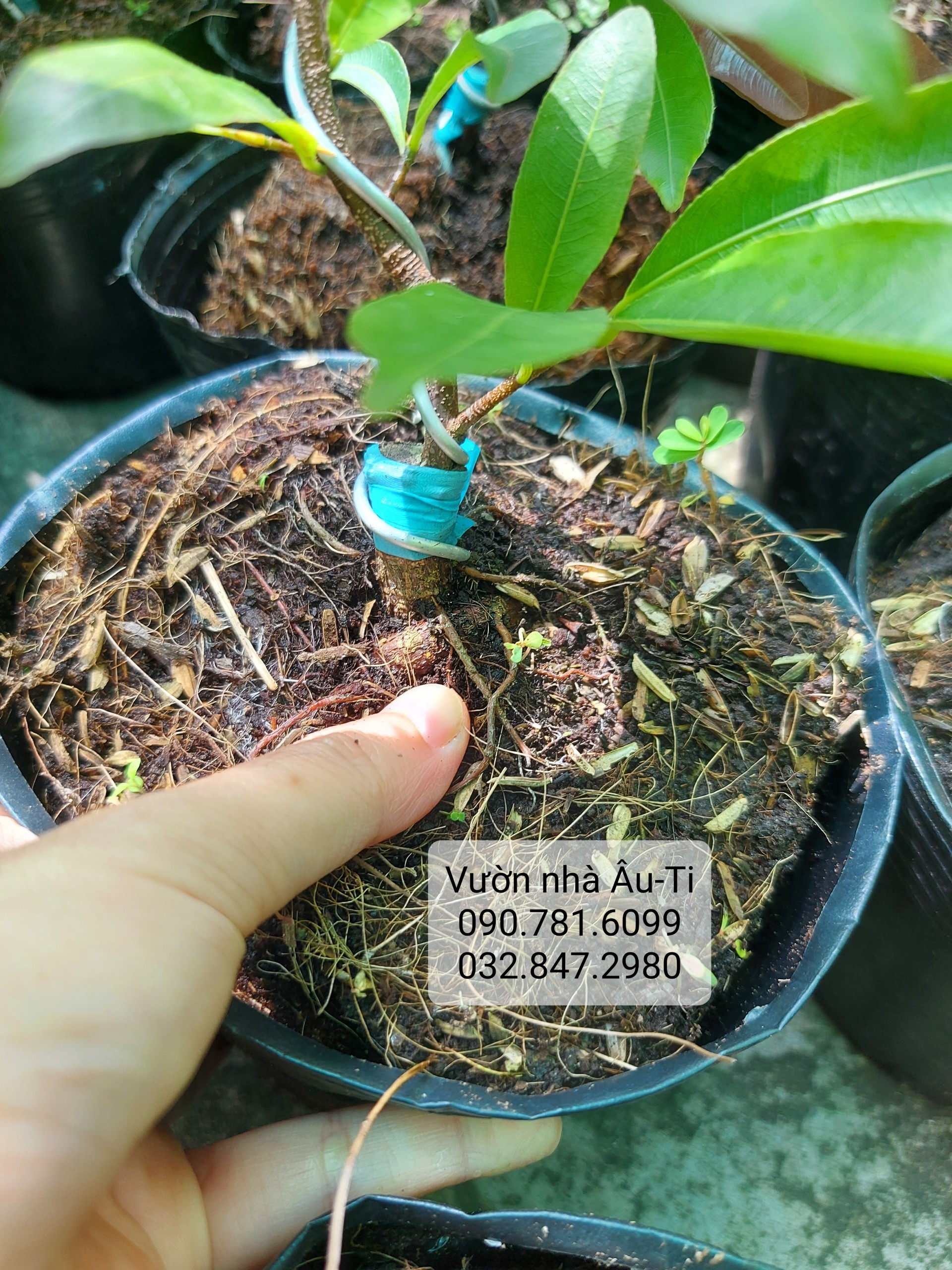 Bạch mai Tân Tân (hoa mai trắng giống mới) bonsai mini