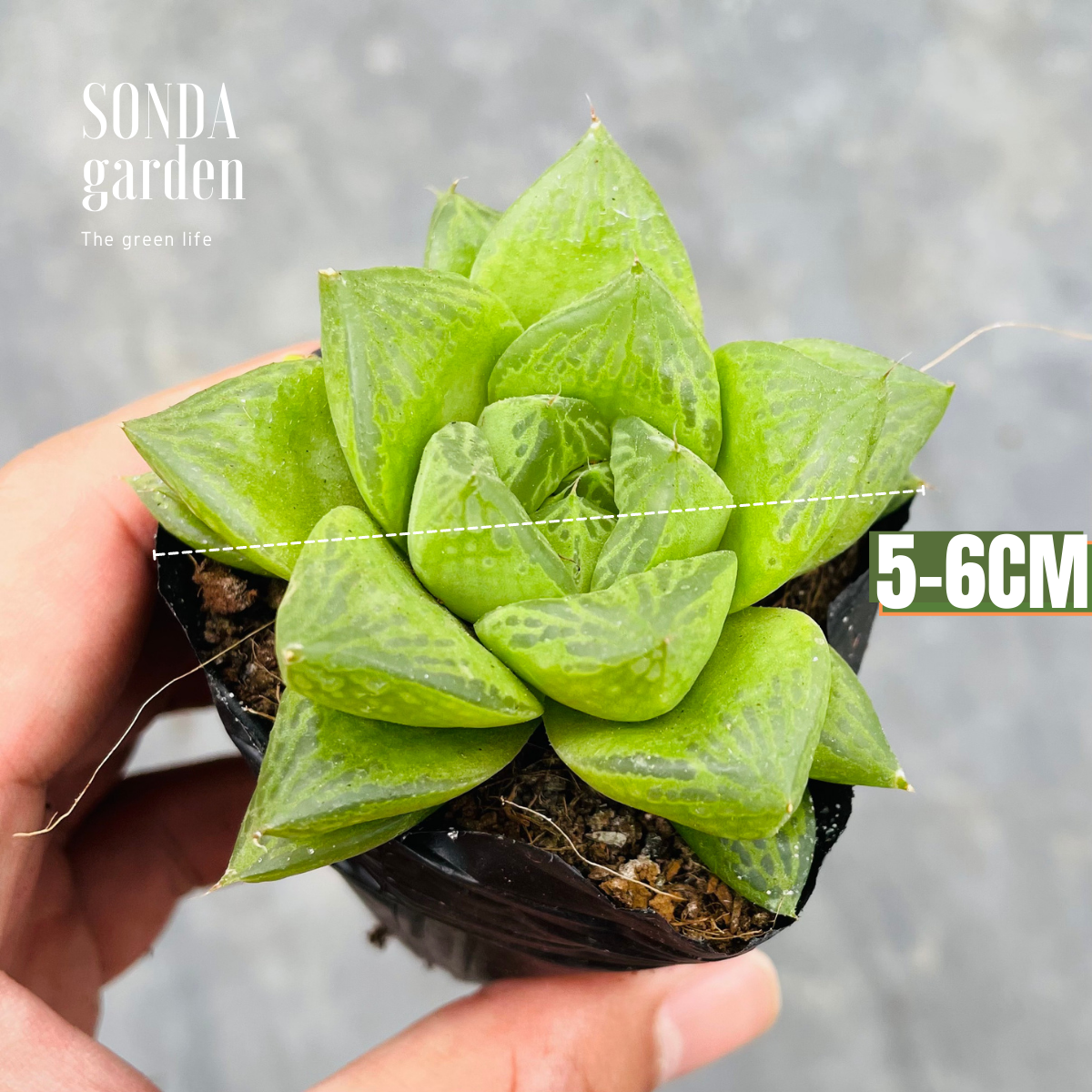 SEN ĐÁ NGỌC LÁ LỚN SIZE BÉ LỖI 1 ĐỔI 1