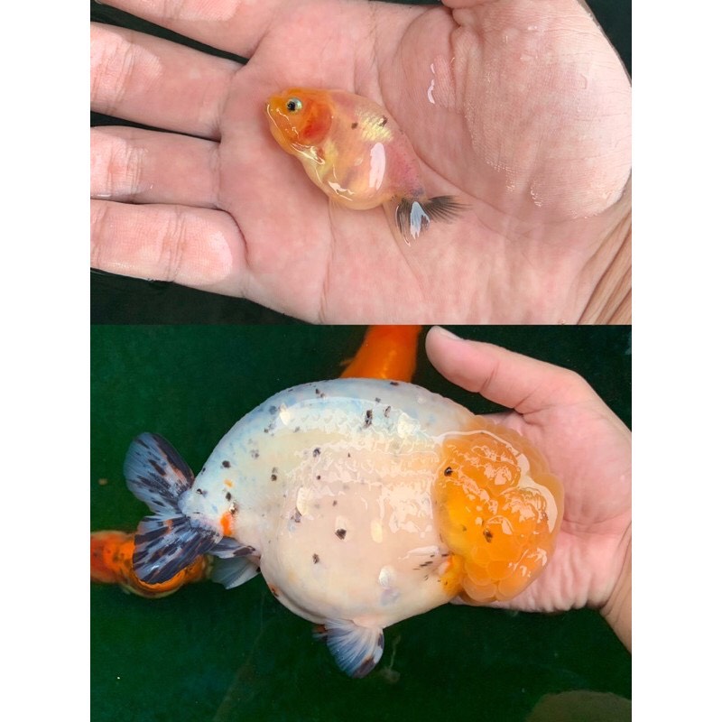 Thức ăn cá vàng (Cám Nhật Phong dành cho cá vàng Goldfish) gói 1kg