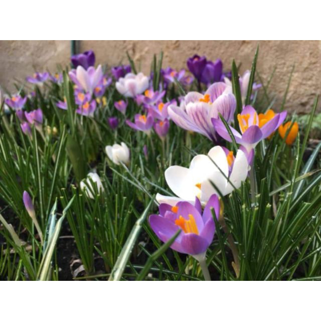 1 Củ hoa nghệ tây saffron
