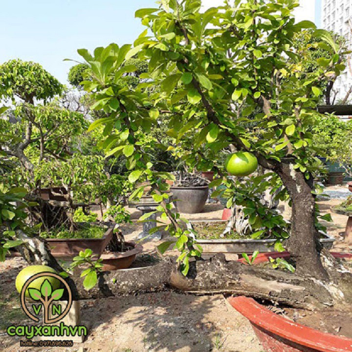 CÂY GIỐNG CÂY ĐÀO TIÊN (ĐÀO TRƯƠNG SINH)