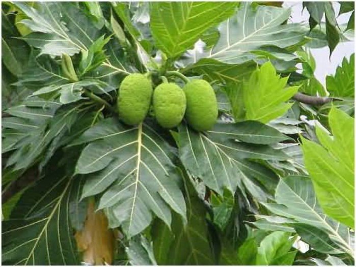 Cây giống Sa Kê ( Giống chuẩn, cây TO CAO khỏe )