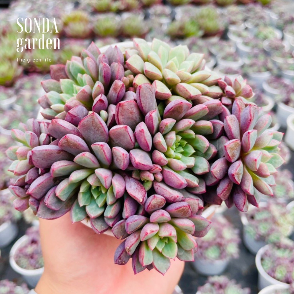 SEN ĐÁ KIM CƯƠNG TÍM SIZE TRUNG BÌNH LỖI 1 ĐỔI 1