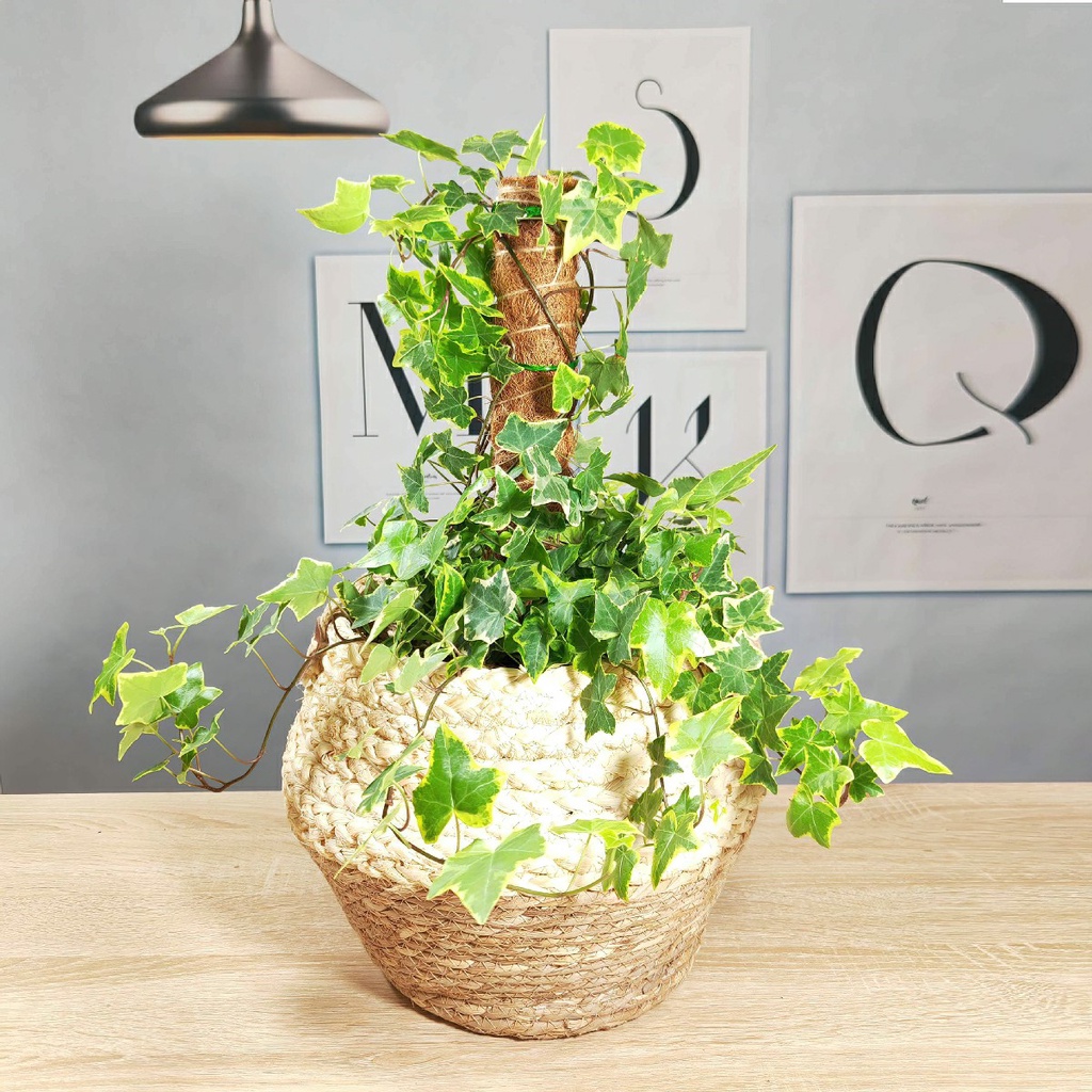 Trụ cột xơ dừa cho cây leo bám cột 30/40/50cm -Aeneas Shop