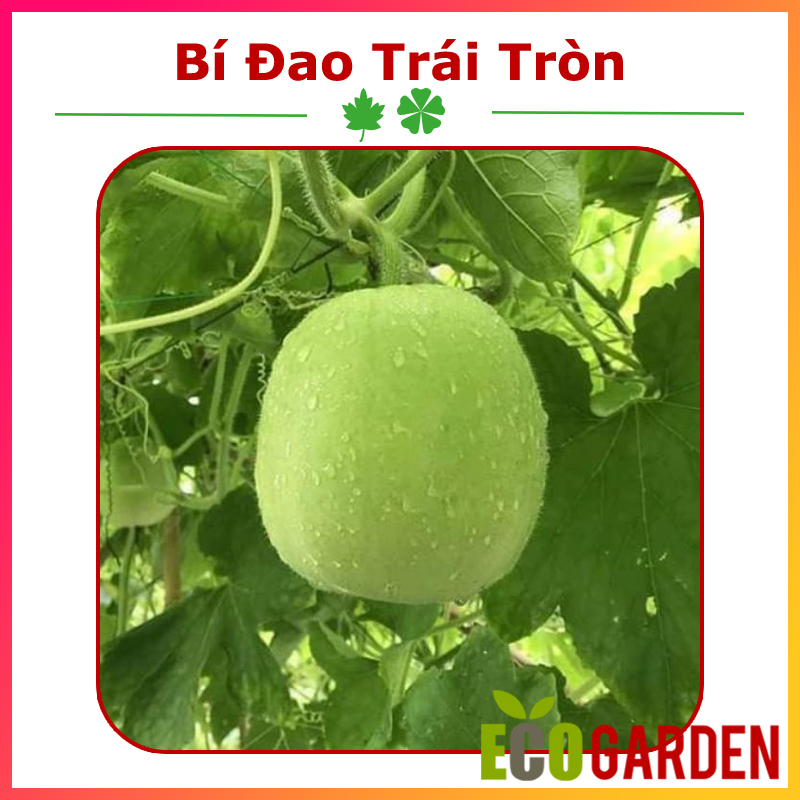 Hạt Giống Bí Đao Trái Tròn Thái Lan (ECO.435)
