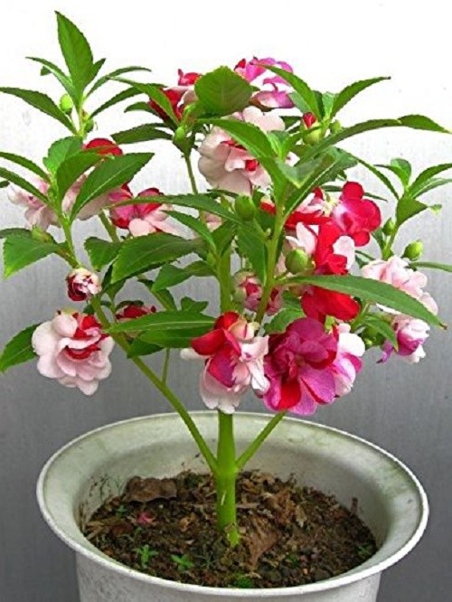 HOA MÓNG TAY NHIỀU MÀU - GÓI 1 GRAM