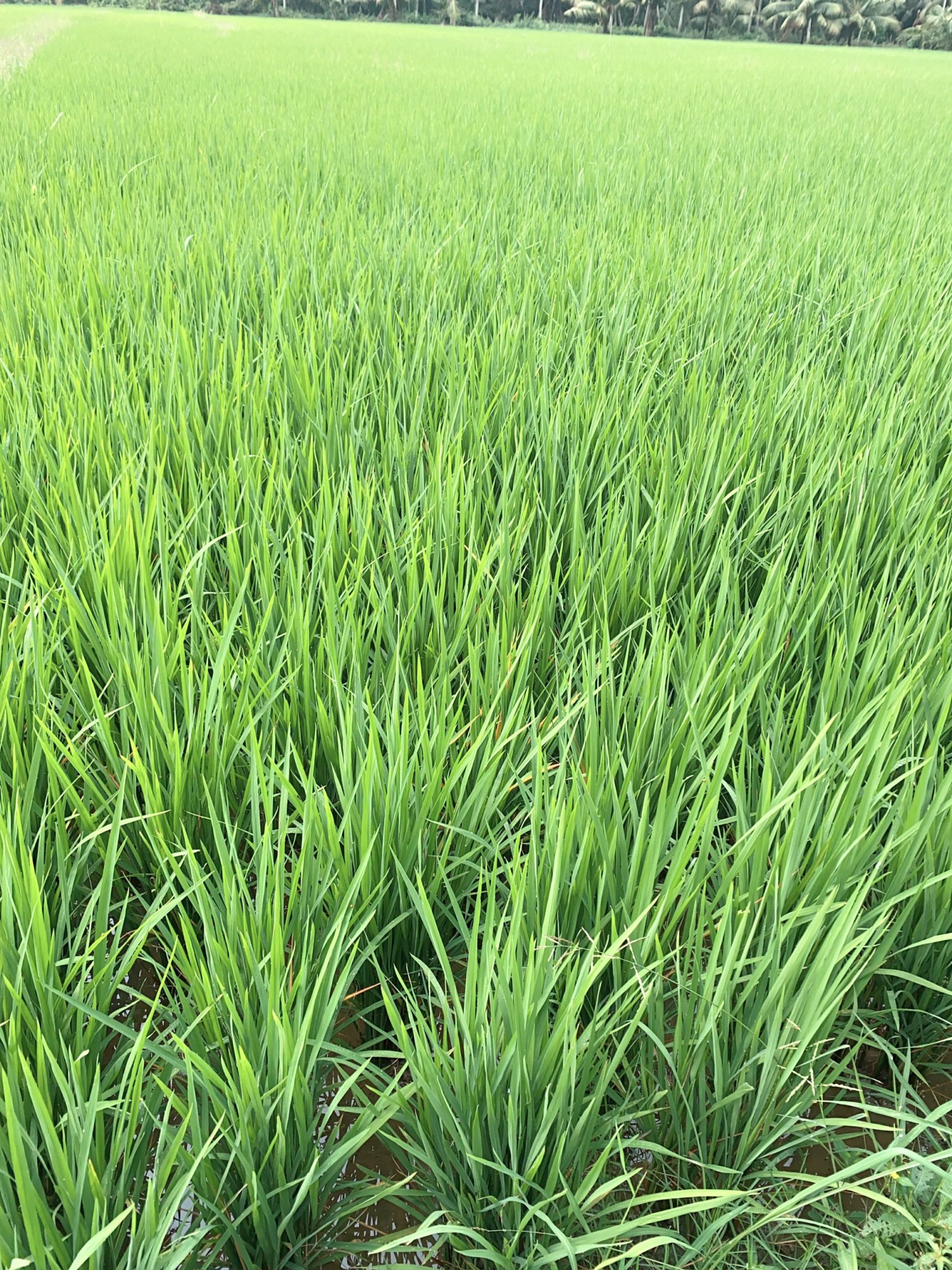 RA RỄ NỞ BỤI CHUYÊN LÚA CHAI 1L (Phân bón kích rễ, nở bụi lúa, xanh lá, cứng cây)