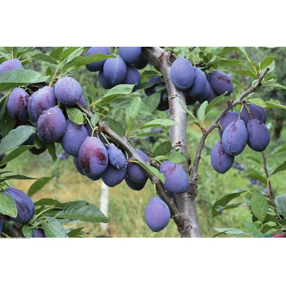 Cây Giống Mận Úc Cây giống MẬN Úc, Tổng kho cây giống mb