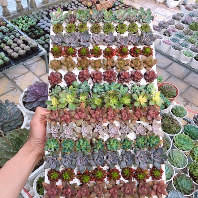 Sen đá mini - Sen đá mini ngẫu nhiên- 1 cây sen đá mini