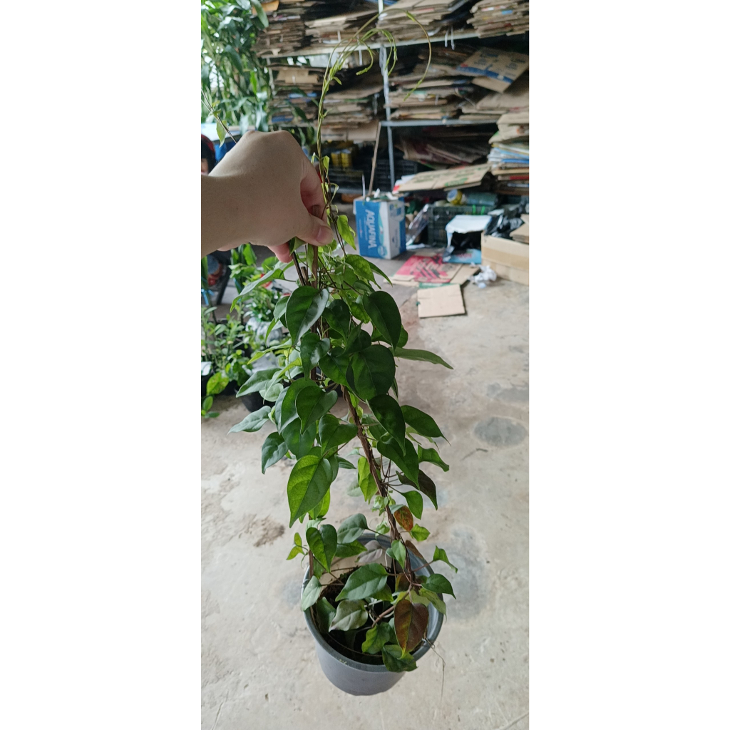 Chậu cây lá giang sum suê