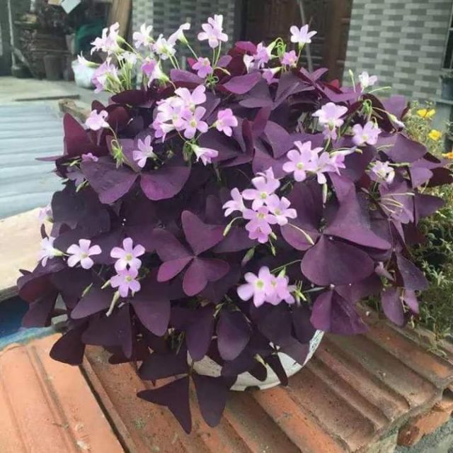 Củ hoa bướm đêm 1 củ