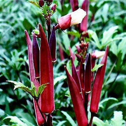 Hạt giống đậu bắp (cà bắp) đỏ cao sản - gói 10 hạt