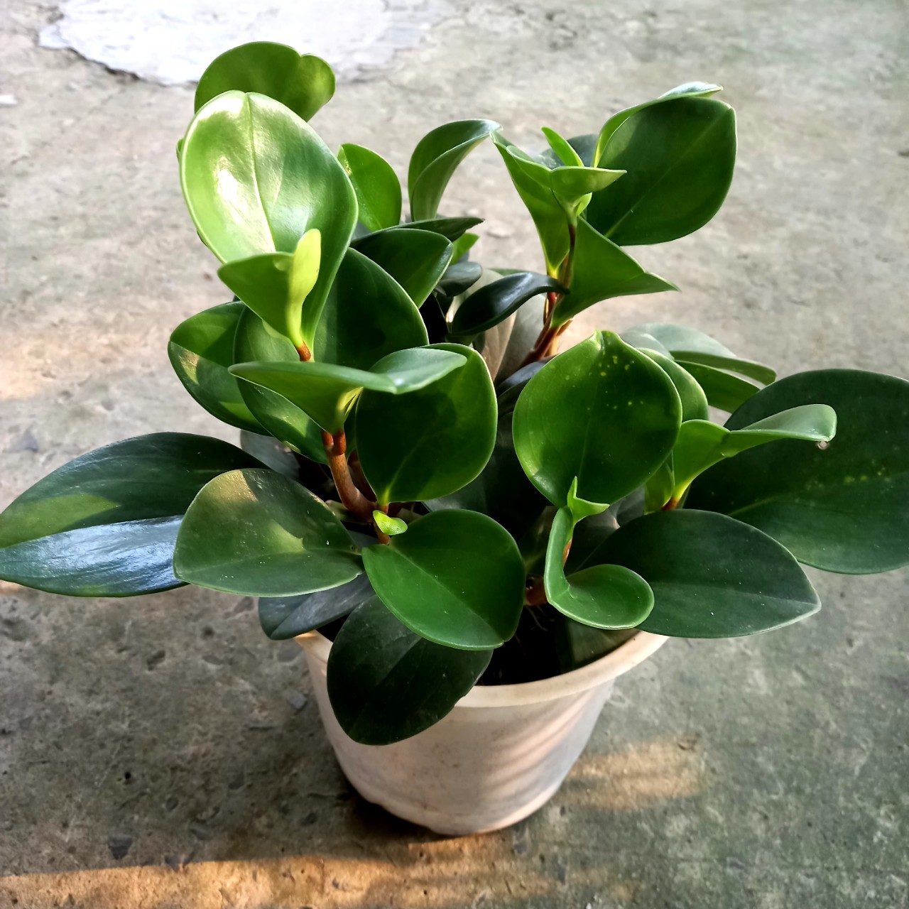 Cây Trường Sinh