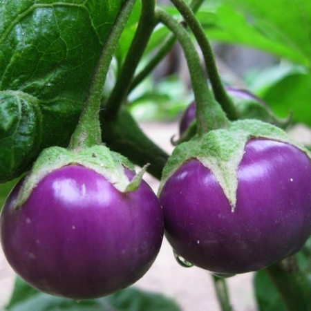 Cây cà pháo tím - giao cây trưởng thành - Solanum torum