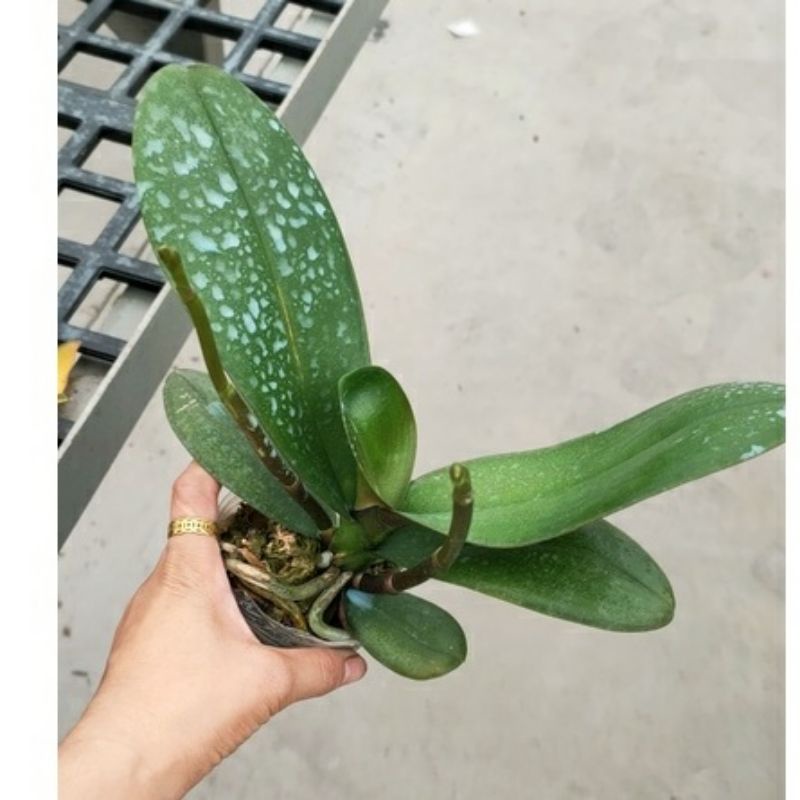 CÂY GIỐNG LAN HỒ ĐIỆP CỐC ĐẠI (ĐÃ CÓ NGỒNG - ĐỦ MÀU)