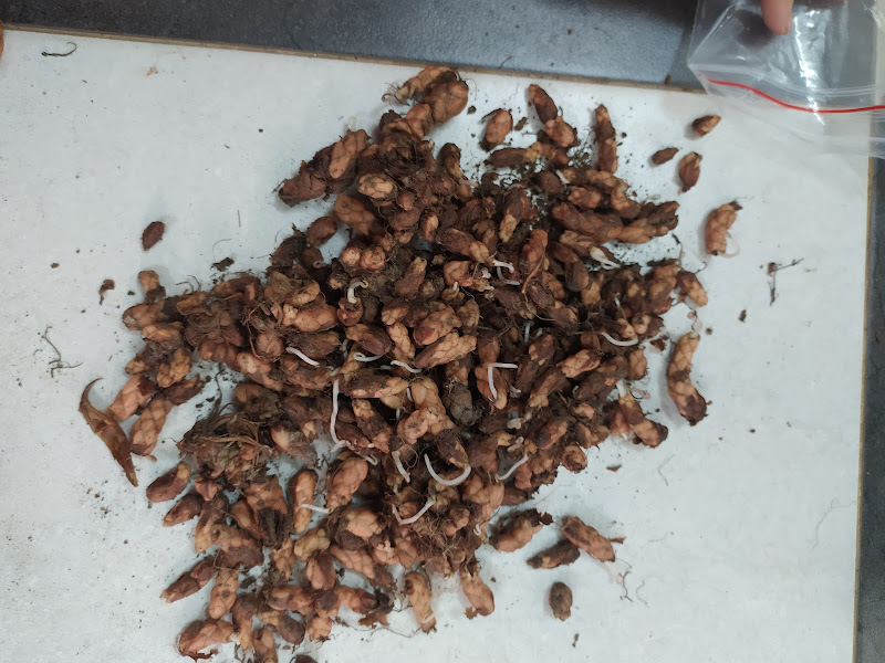 Set 50 Củ hoa bướm đêm lên 100%