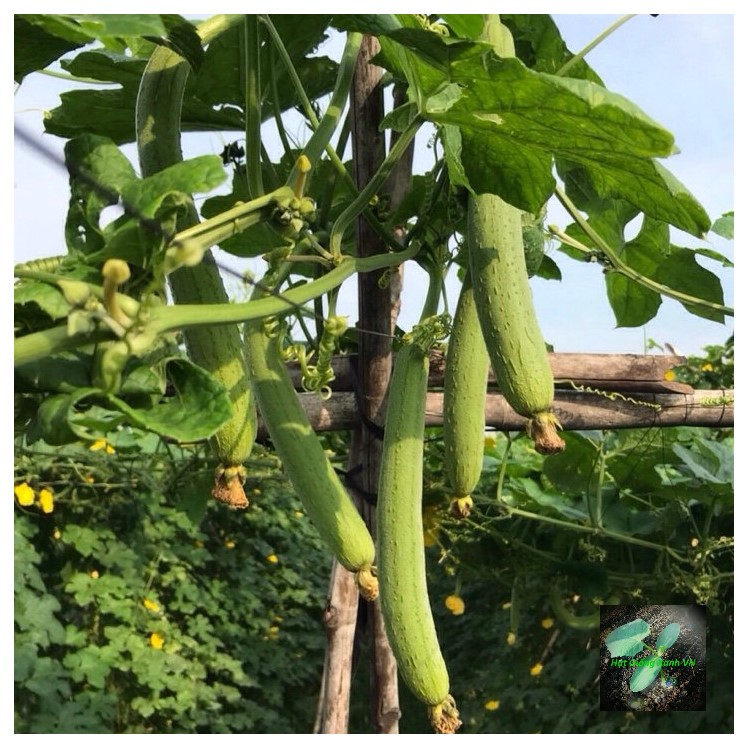 [Seeds] Hạt giống Mướp hương RD38, đóng gói 10 hạt-20 hạt