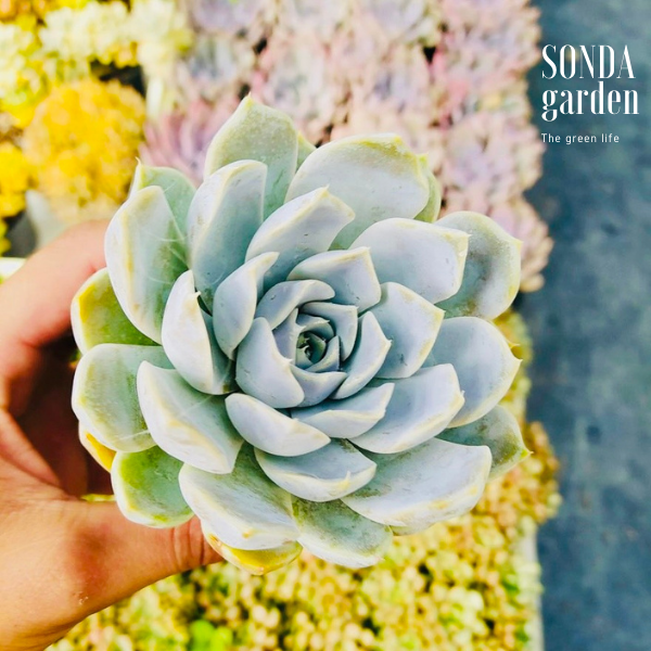 SEN ĐÁ MÓNG TAY SIZE BÉ SIÊU KHOẺ ĐẸP LỖI 1 ĐỔI 1