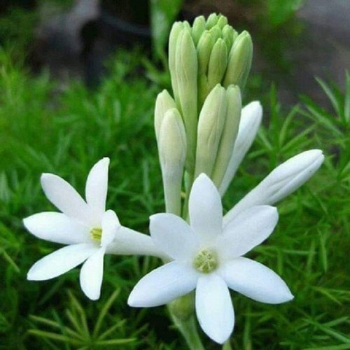 COMBO 10 CỦ HOA GIỐNG HOA HUỆ TA TRẮNG THƠM