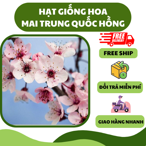 Hạt giống hoa mai trung quốc hồng - hoa thơm, trang trí đẹp