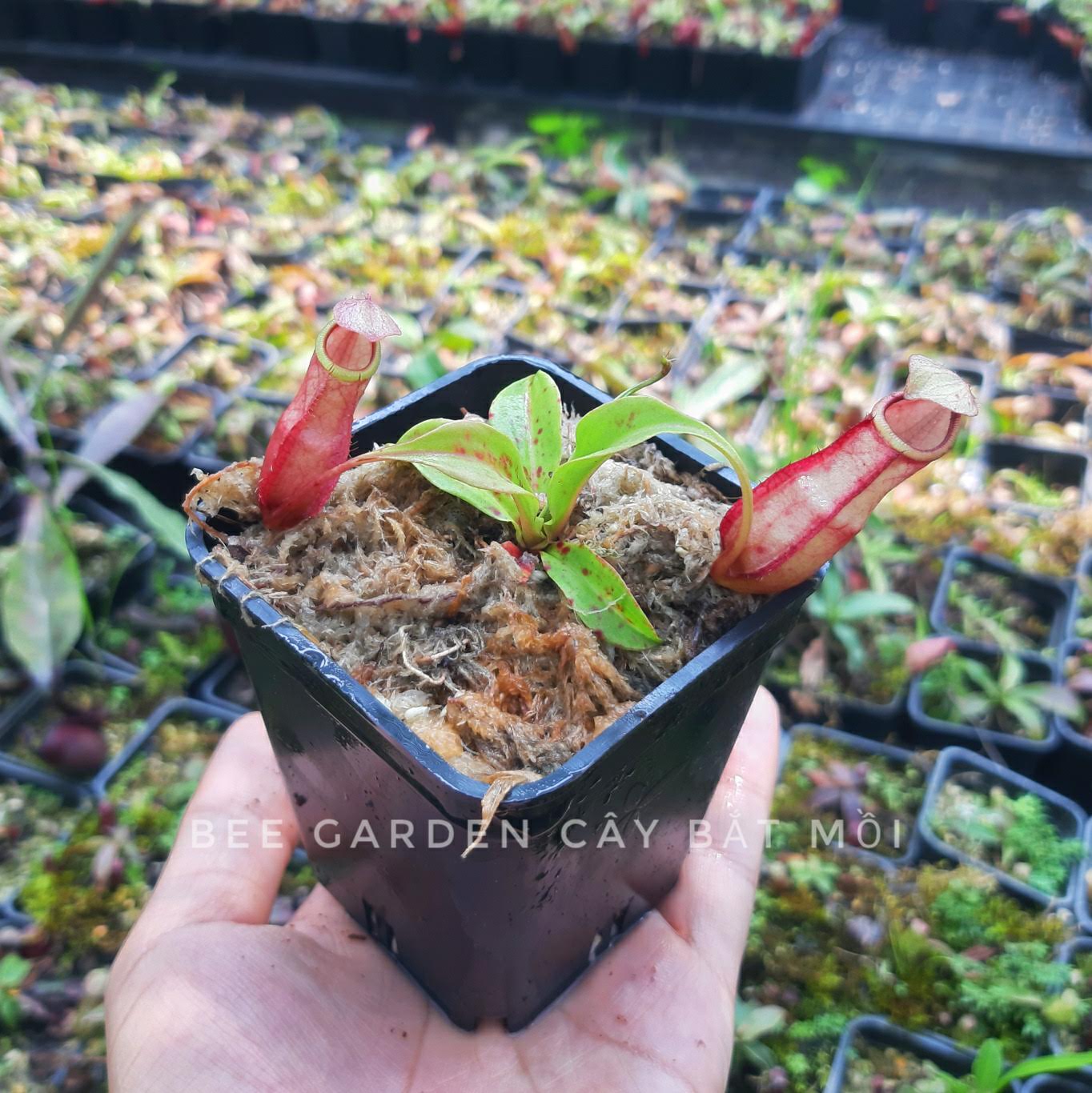 Cây bắt mồi, cây nắp ấm gieo hạt