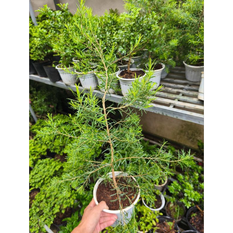 Chậu cây tràm trà - cây dượᴄ liệu, lá có mùi thơm