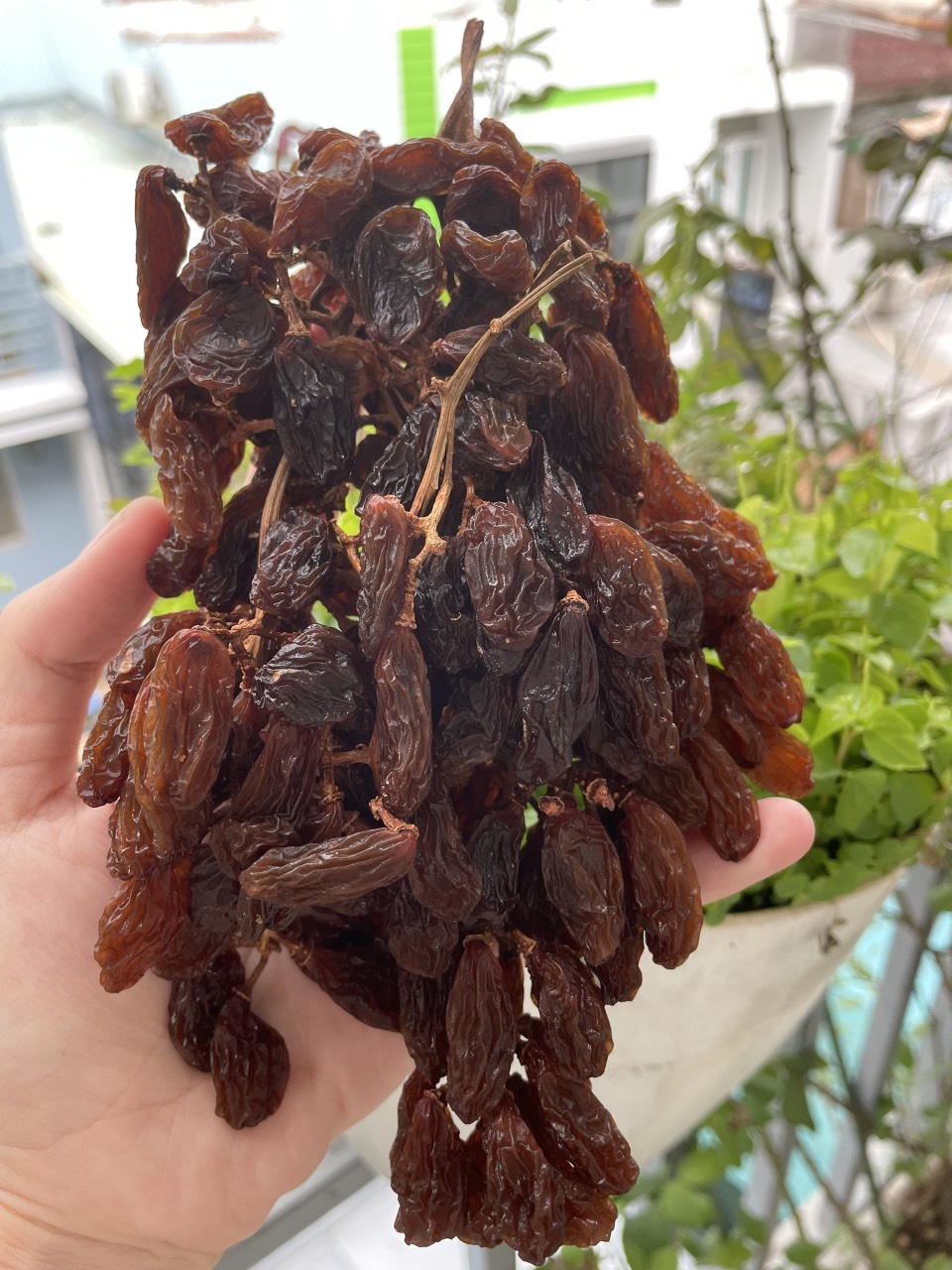 Nho khô nguyên cành Úc 500g