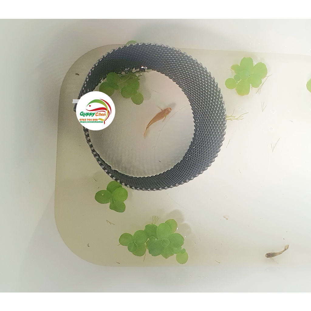 Combo lưới làm lồng đẻ cắt sẵn kèm dây rút cho cá cảnh