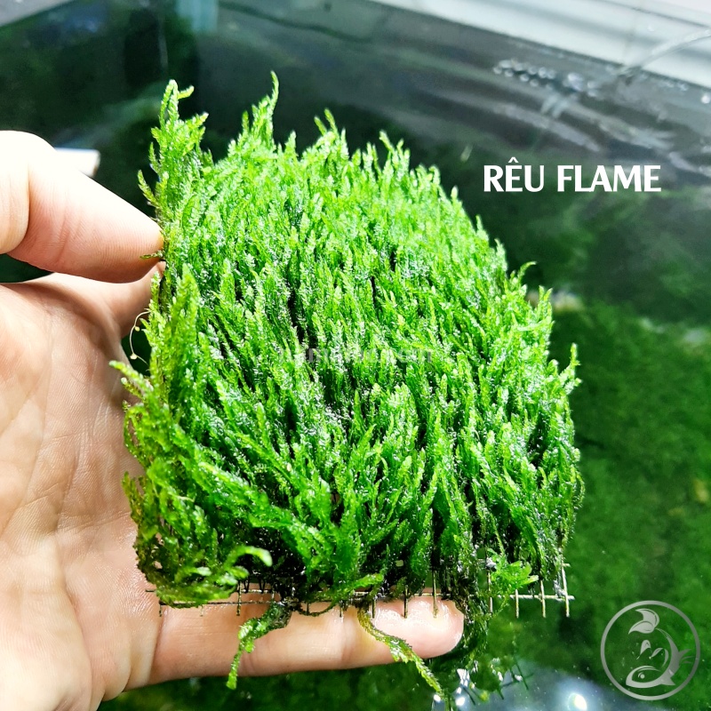 Rêu Flame - Rêu lửa || Dòng rêu thuỷ sinh đẹp, dễ trồng