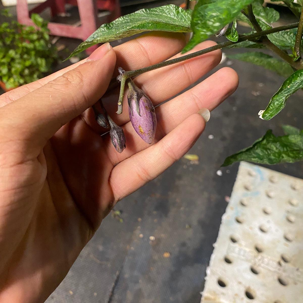 Cây dưa peppino tím ( cây giống ) cây ổn định