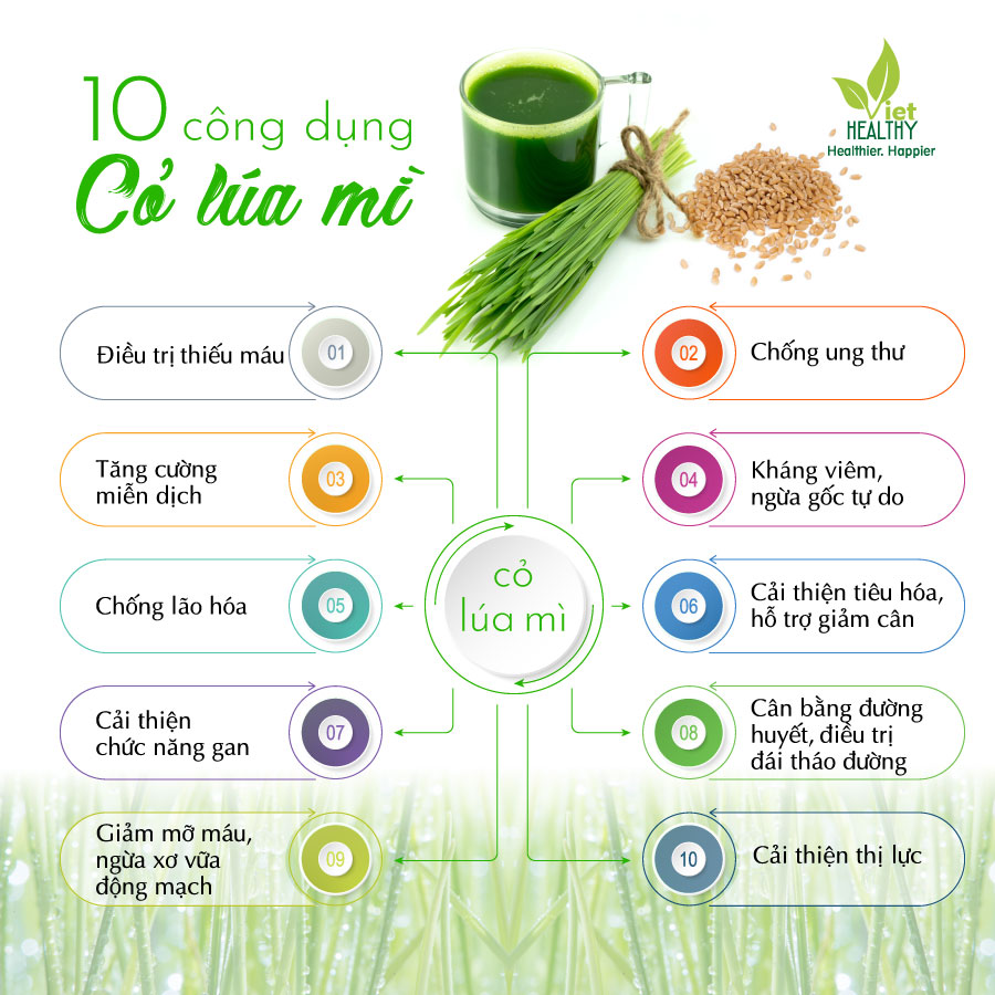 Hạt giống cỏ lúa mì Viethealthy 1 kg