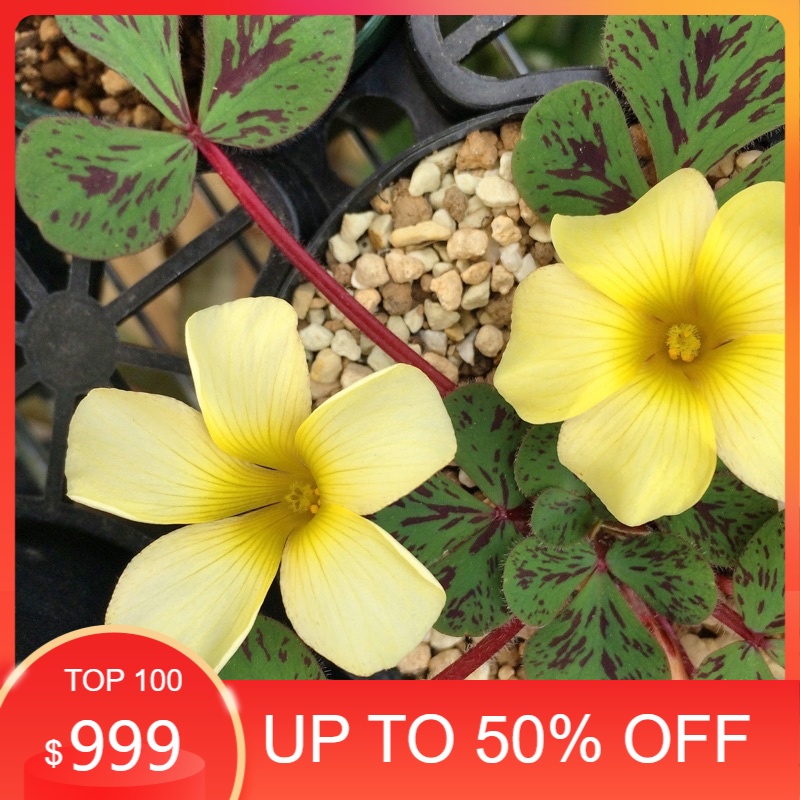 Củ hoa oxalis dòng luteola