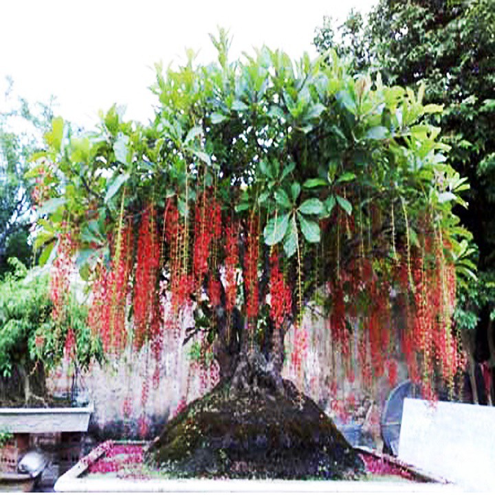 Cây Lộc Vừng - cây cảnh trong nhà