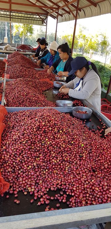 600g Cà Phê Hạt Robusta Nguyên Chất Rang Mộc 100%