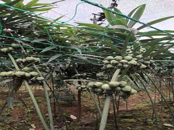 Hạt Giống Cây Hoàng tinh hoa đỏ( Cây dược liệu ) - Gói 10 hạt