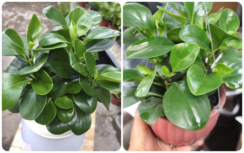 cây trường sinh - cây phong thủy mini để bàn
