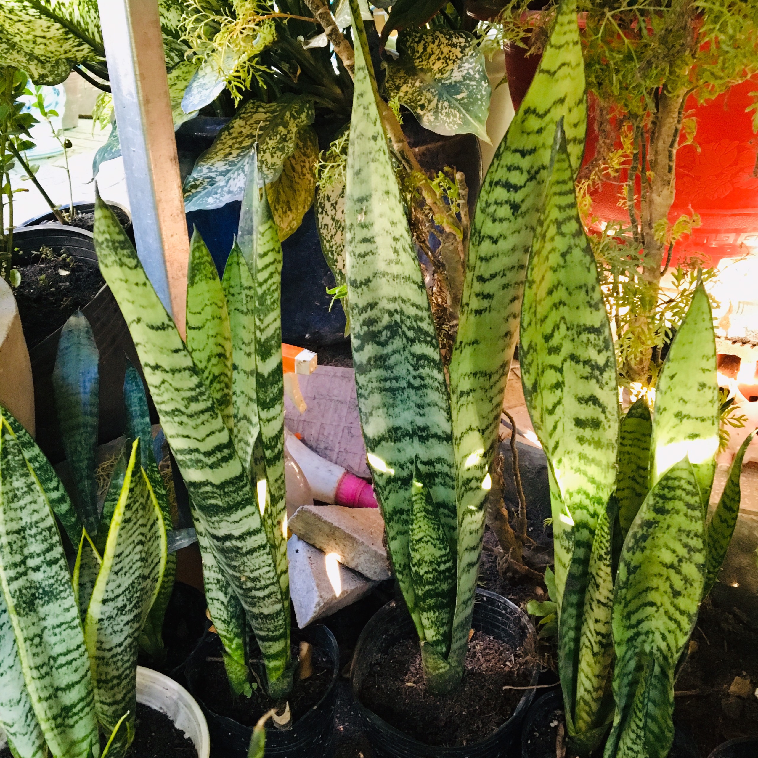 CÂY LƯỠI HỔ XANH DÁNG CAO 1 CÂY (40-50CM)