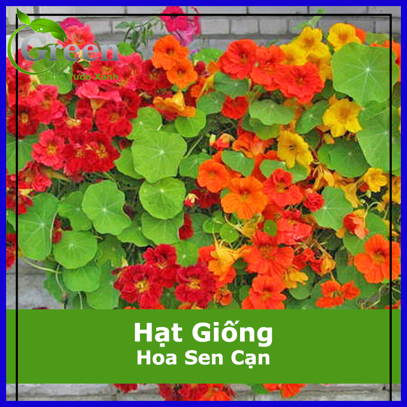 Hạt giống hoa sen cạn chất lượng f1