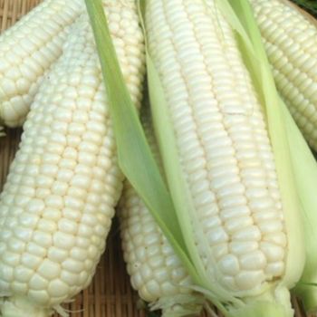 Hạt Giống Bắp Nếp Nù (50gr)