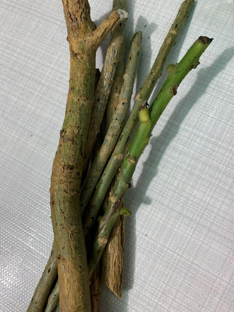 Hom cây Vông Nem làm giống ( cây Lá Vông làm giống)