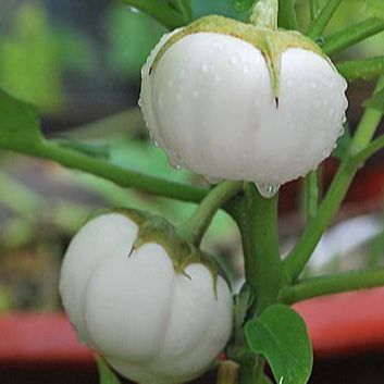0.5 gram hạt giống cà dĩa trắng