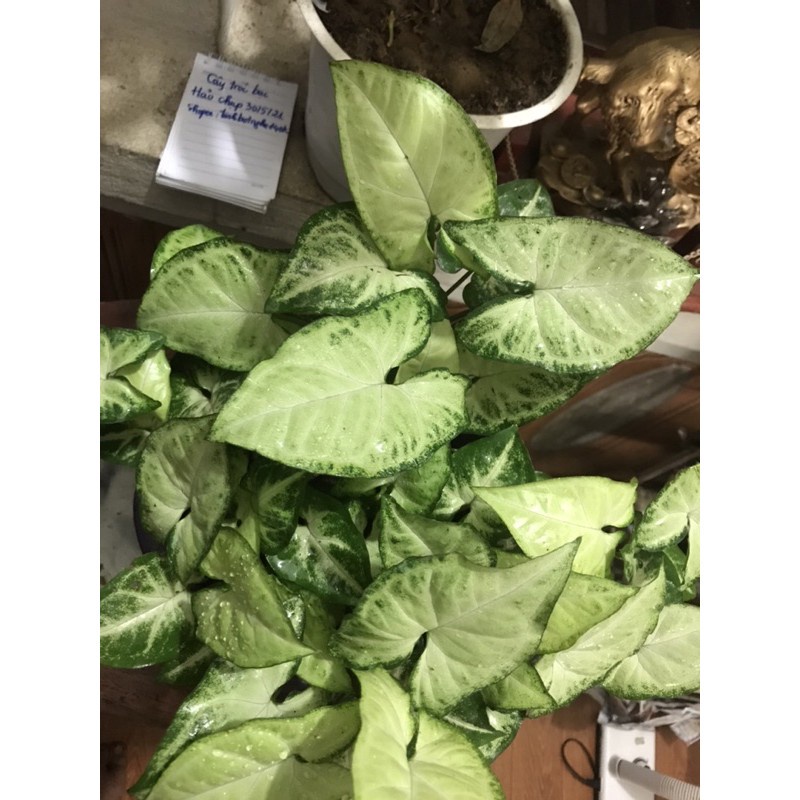 cây tróc bạc ( trầu bà trắng)-cây giống